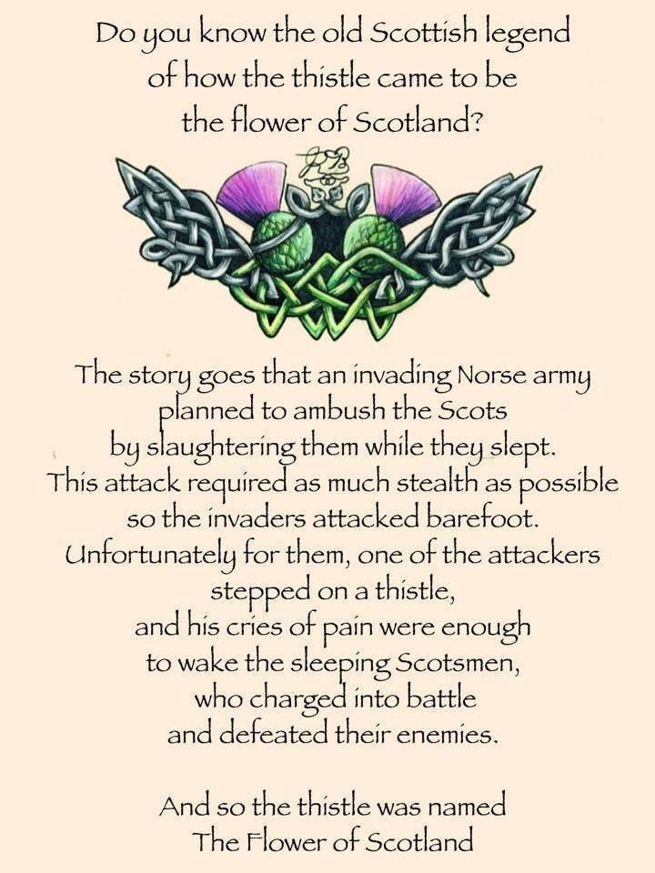 Scotland Thistle Cuff Links