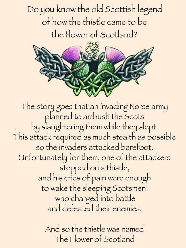Fintan Thistle Kilt