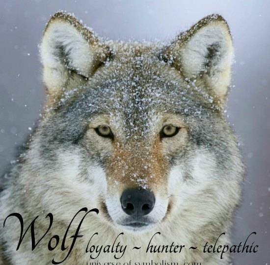 Celtic Wolf Lovers Earrings