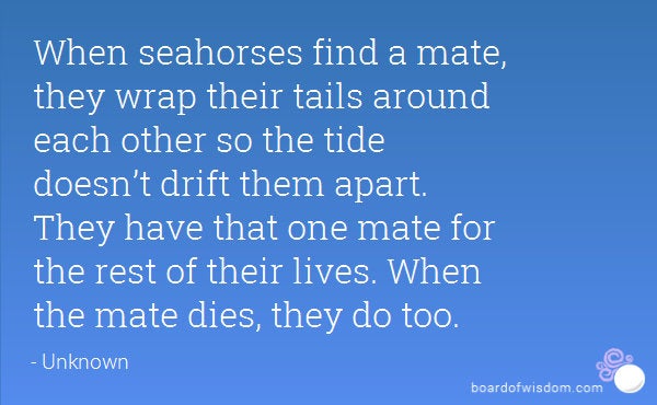 Happy Seahorse Post Earrings