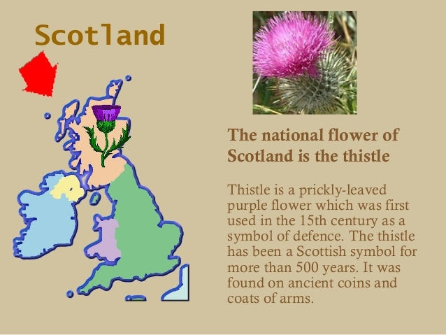 Rhoswen Scottish Thistle Band Ring in Sterling Silver
