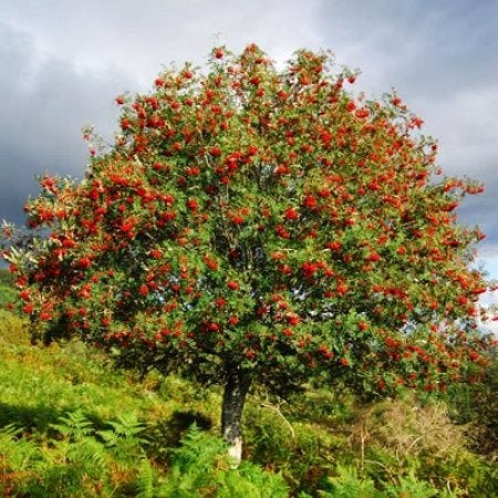 Scottish Rowan Tree of Life Brooch - Handmade in Scotland