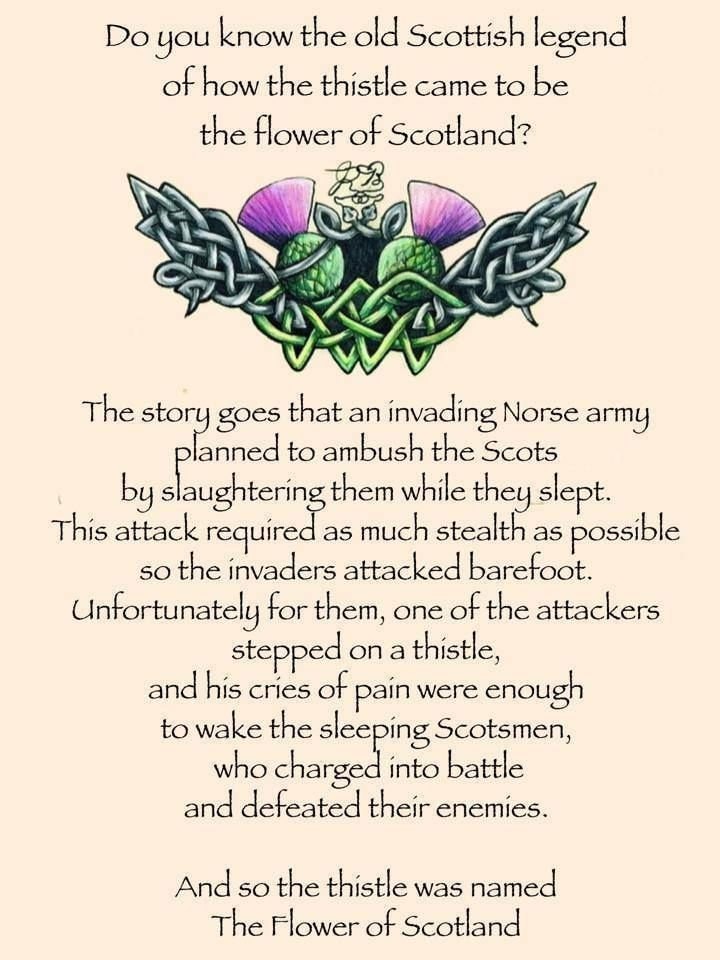 Cairn Thistle Brooch