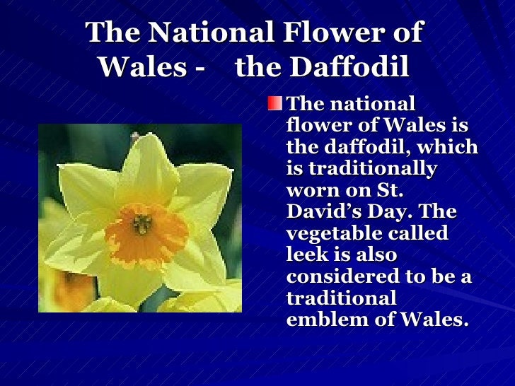 Welsh Daffodil Ring in Sterling Silver